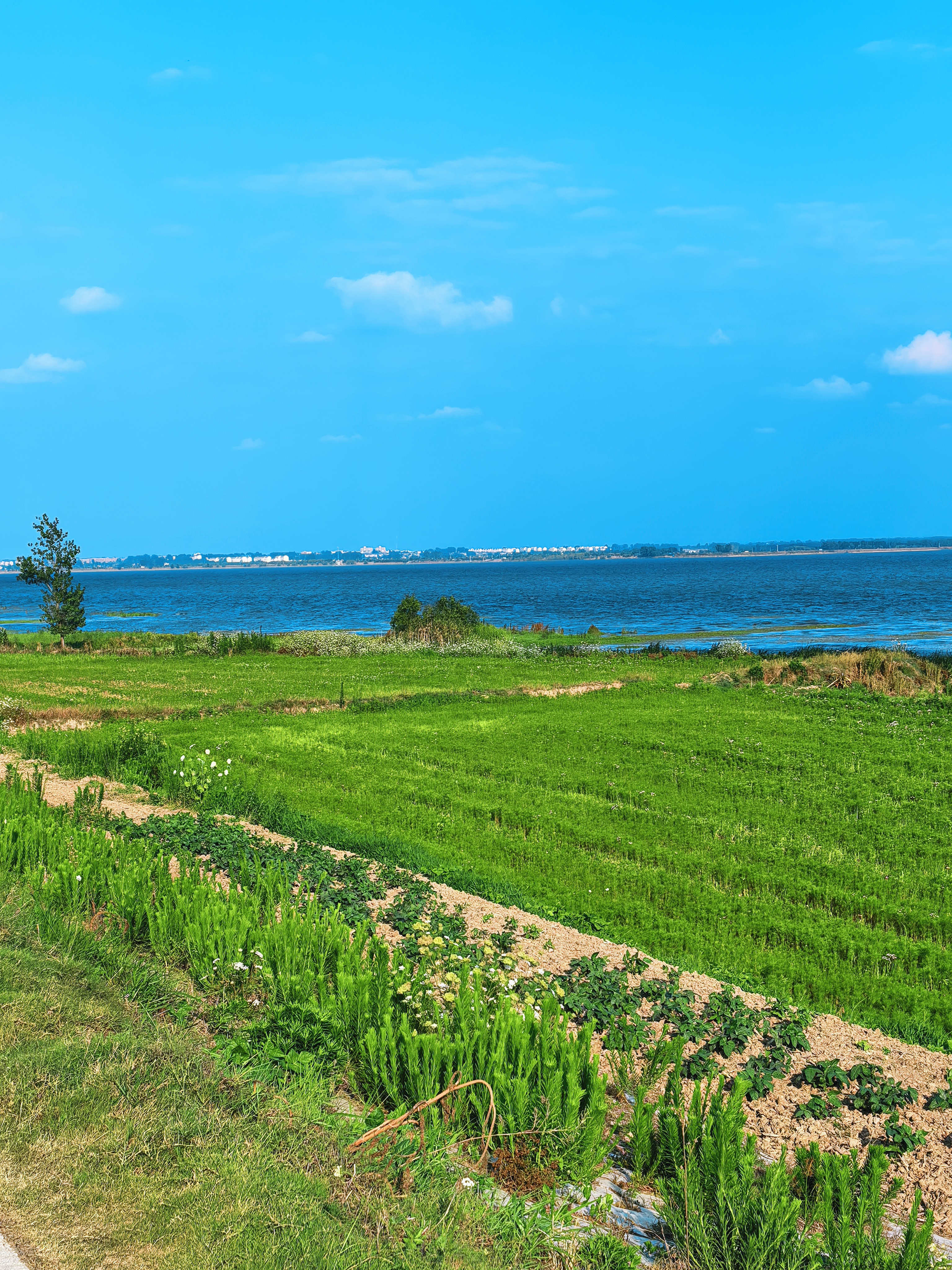 城东湖草地、湖面与远岸风景