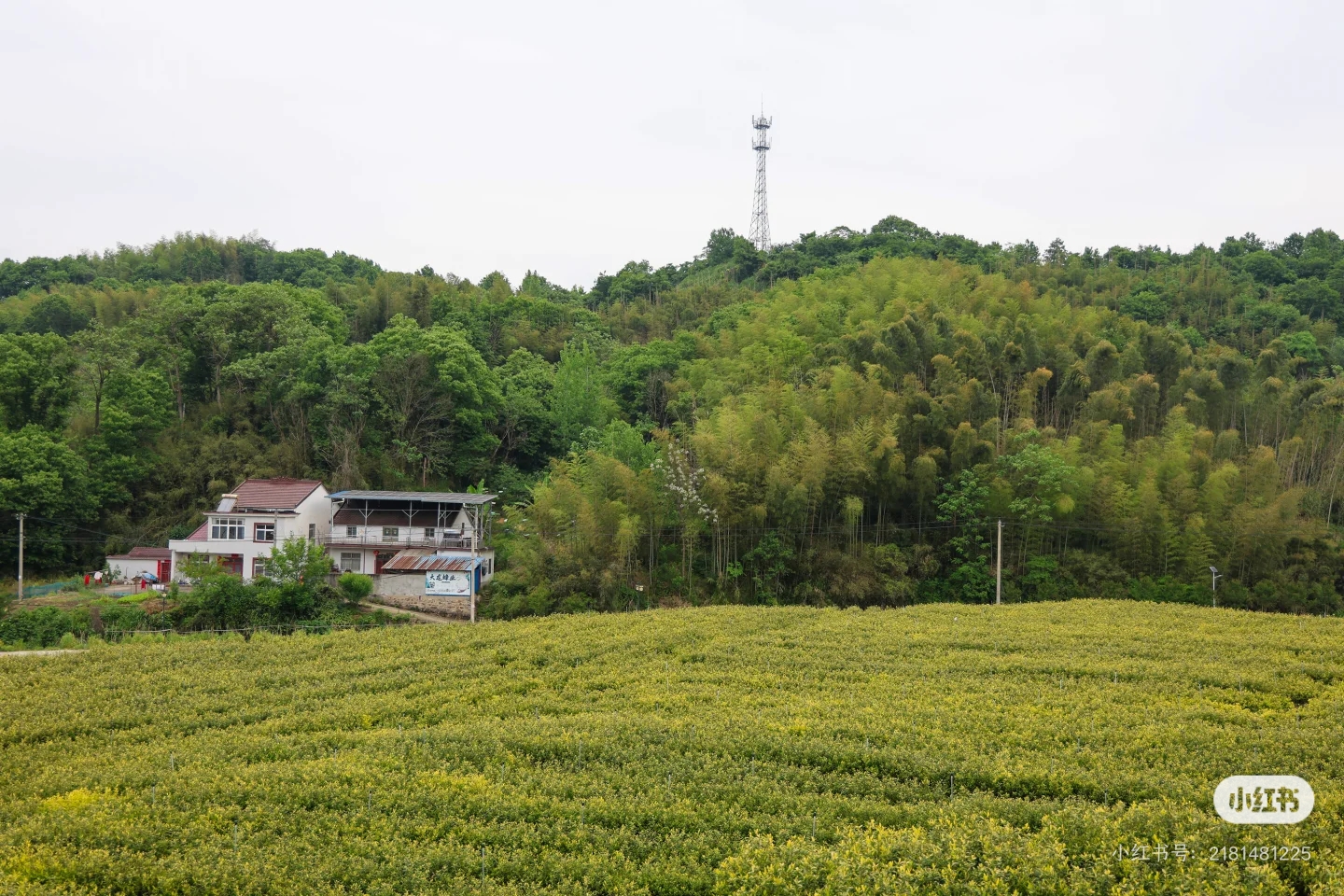 凡冲茶海茶垄与山林全景