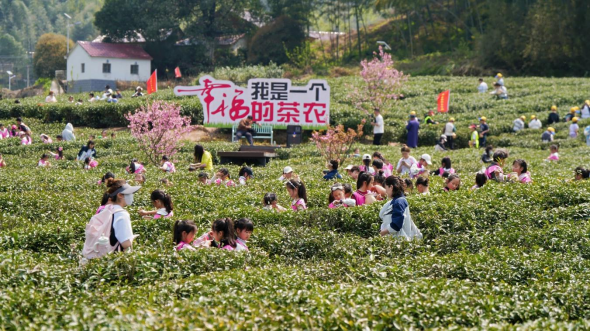 凡冲茶海茶园采摘与游客活动场景