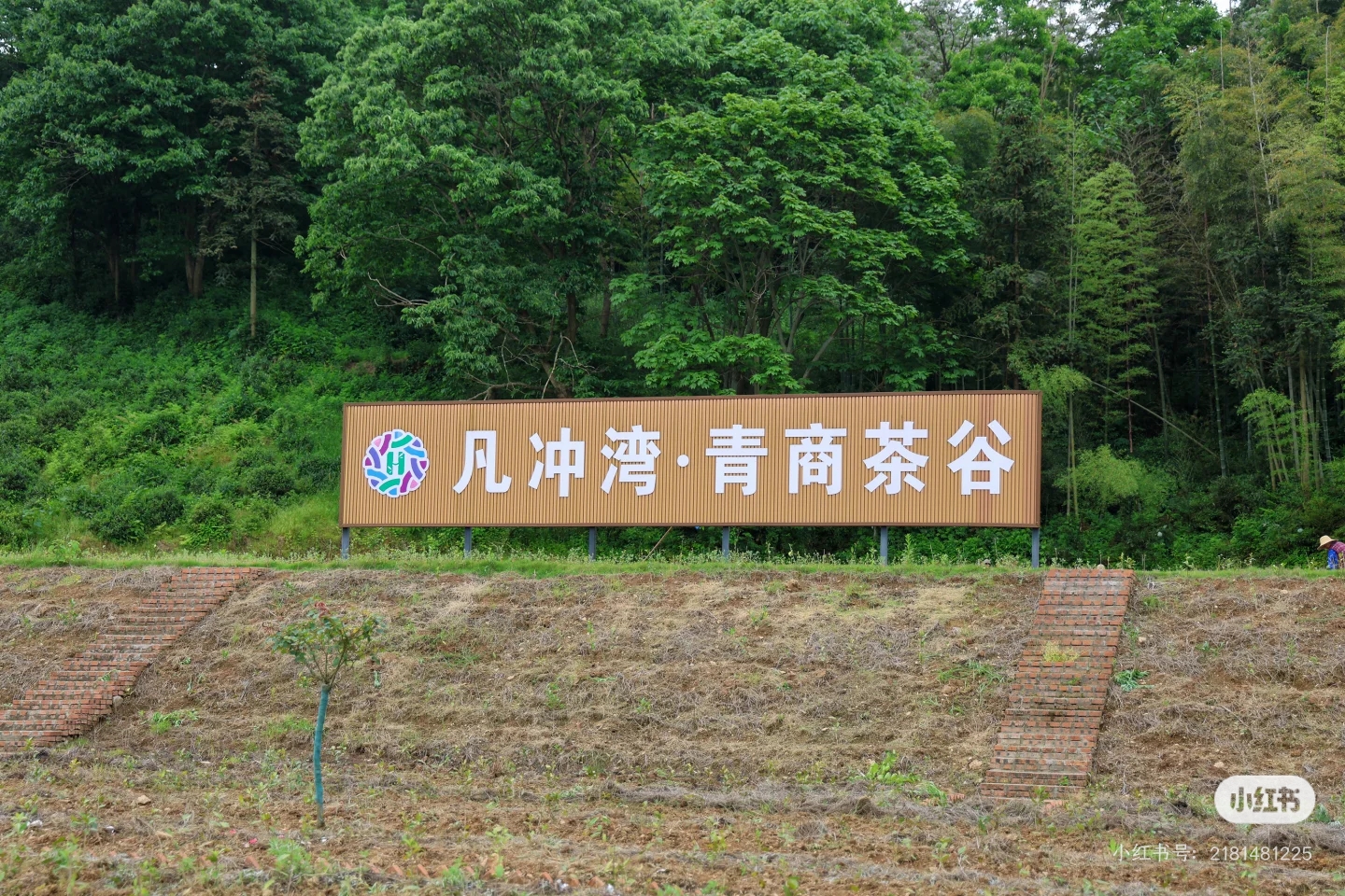 凡冲茶海入口标识与山林茶园