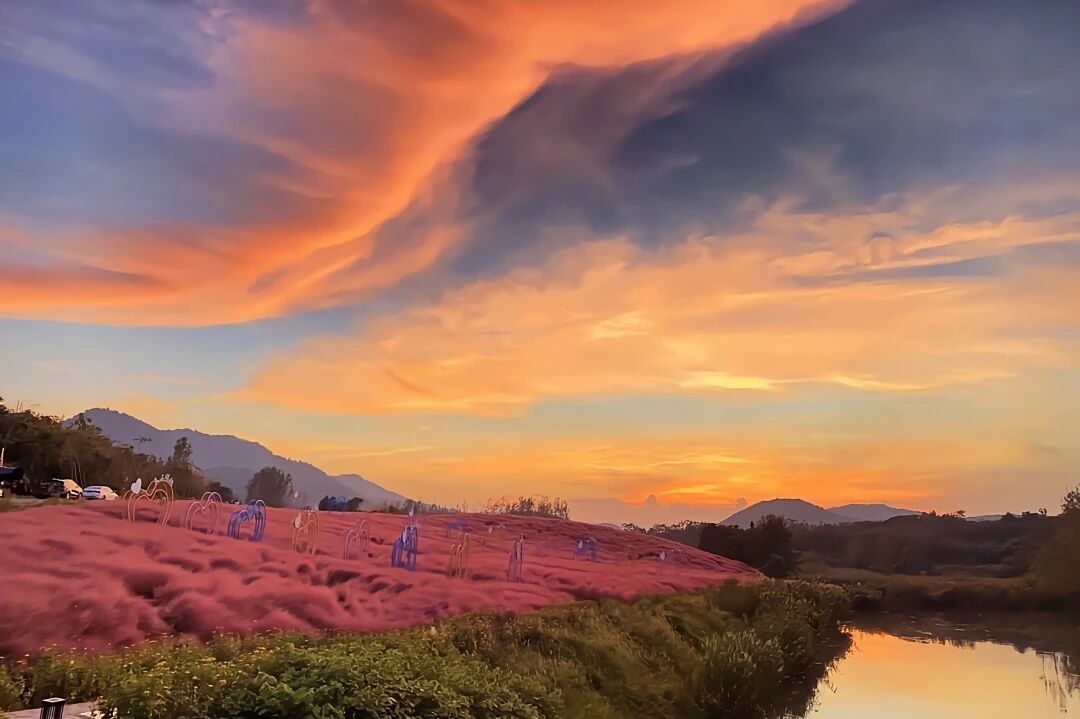 粉黛西坡粉黛乱子草花海与傍晚霞光