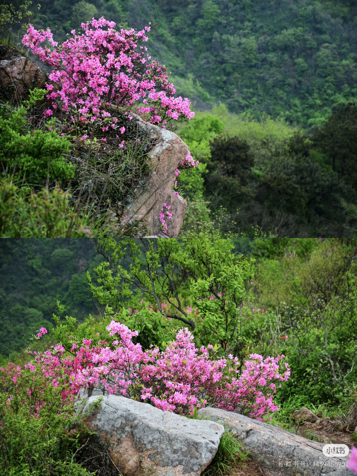 红岭山坡岩石边绽放的杜鹃花