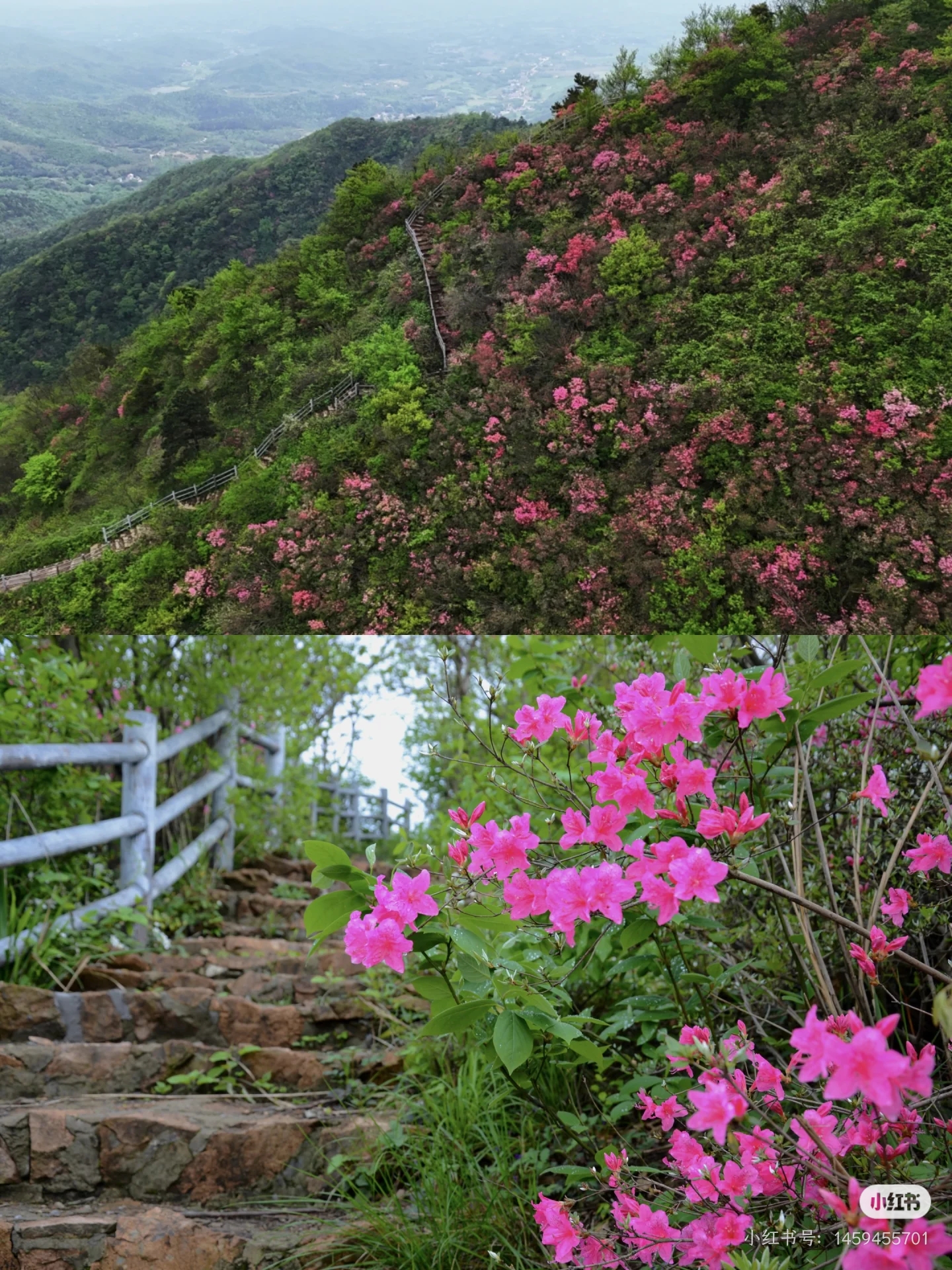红岭杜鹃花景区的山路与杜鹃花丛
